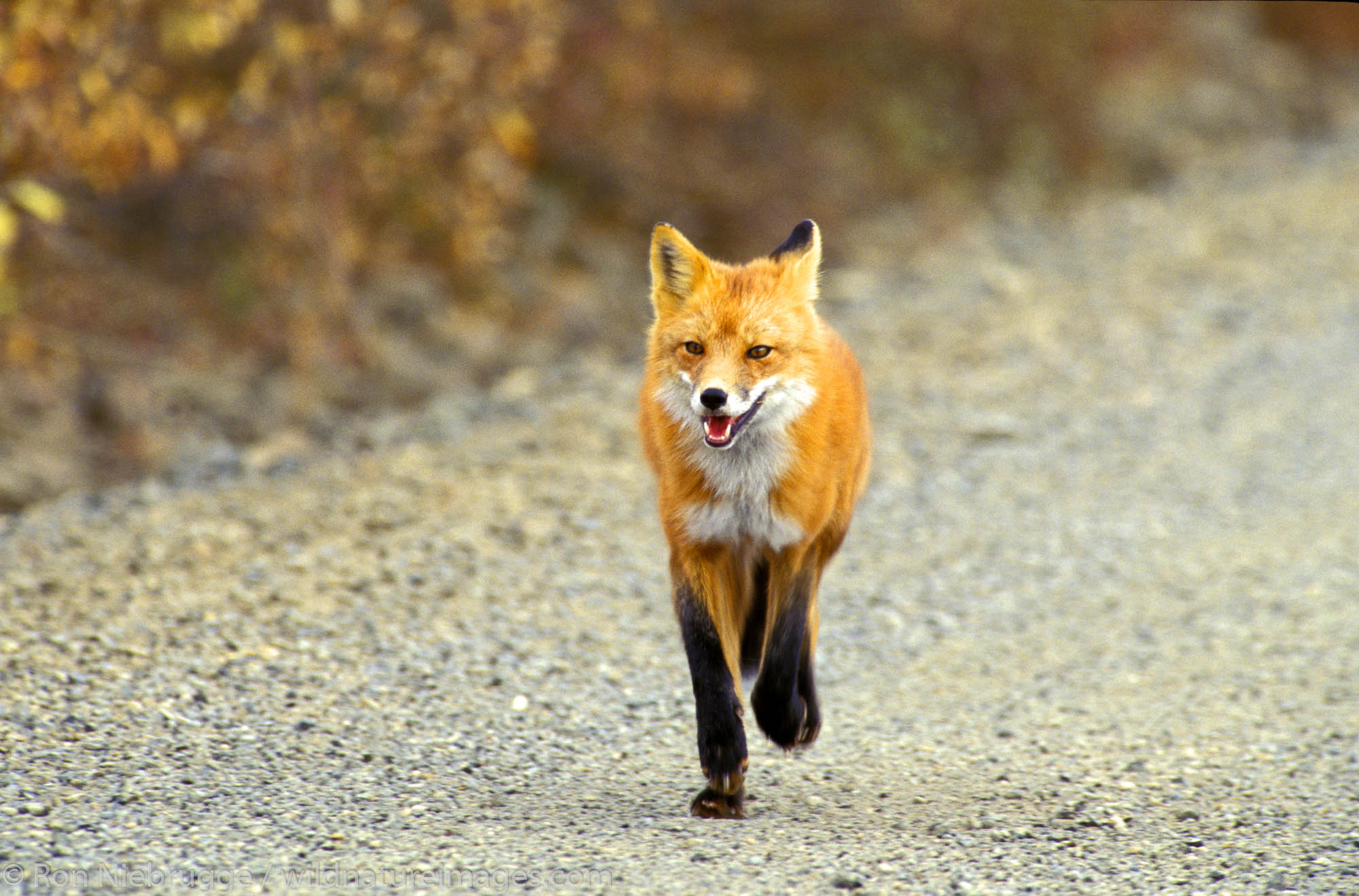 A Red Fox in Denali National Park, Alaska.