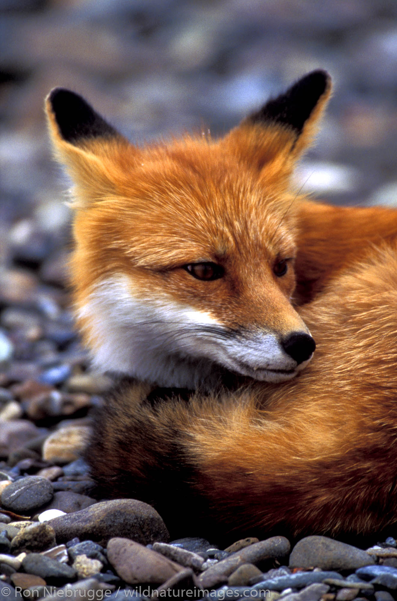 Red Fox (Vulpes vulpes).  Denali National Park, Alaska.