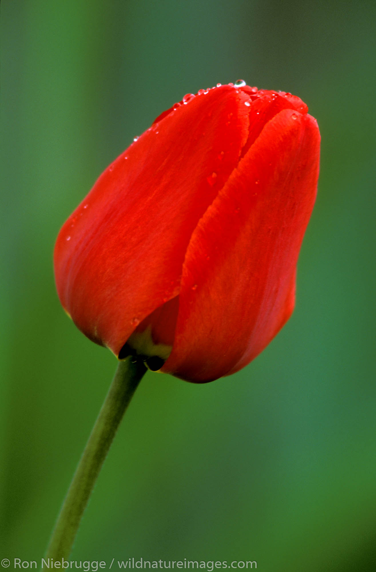 Red Tulip, Seward, Alaska.