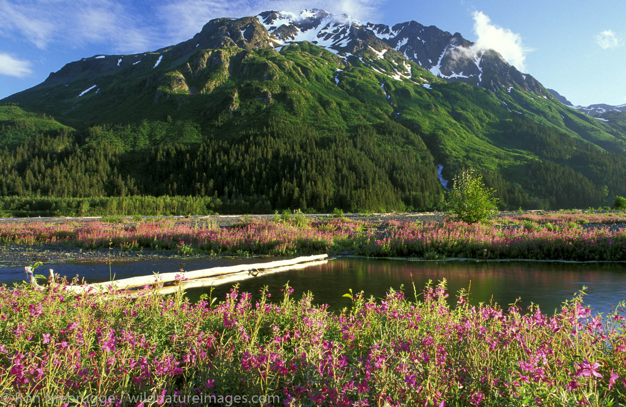 Fireweed in the Resurrection River Valley, Chugach National Forest and Kenai Fjords National Park boundry, near Seward, Alaska...