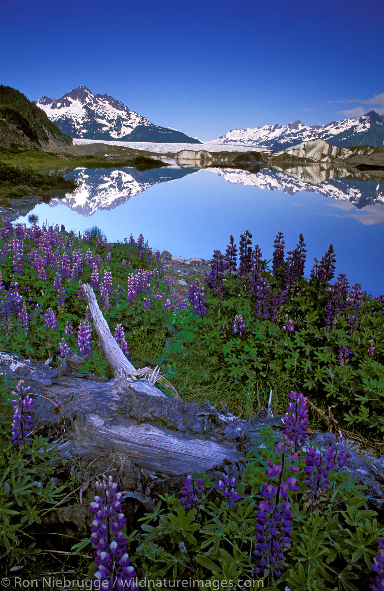 Sheridan Glacier, Chugach National Forest, Cordova, Alaska.
