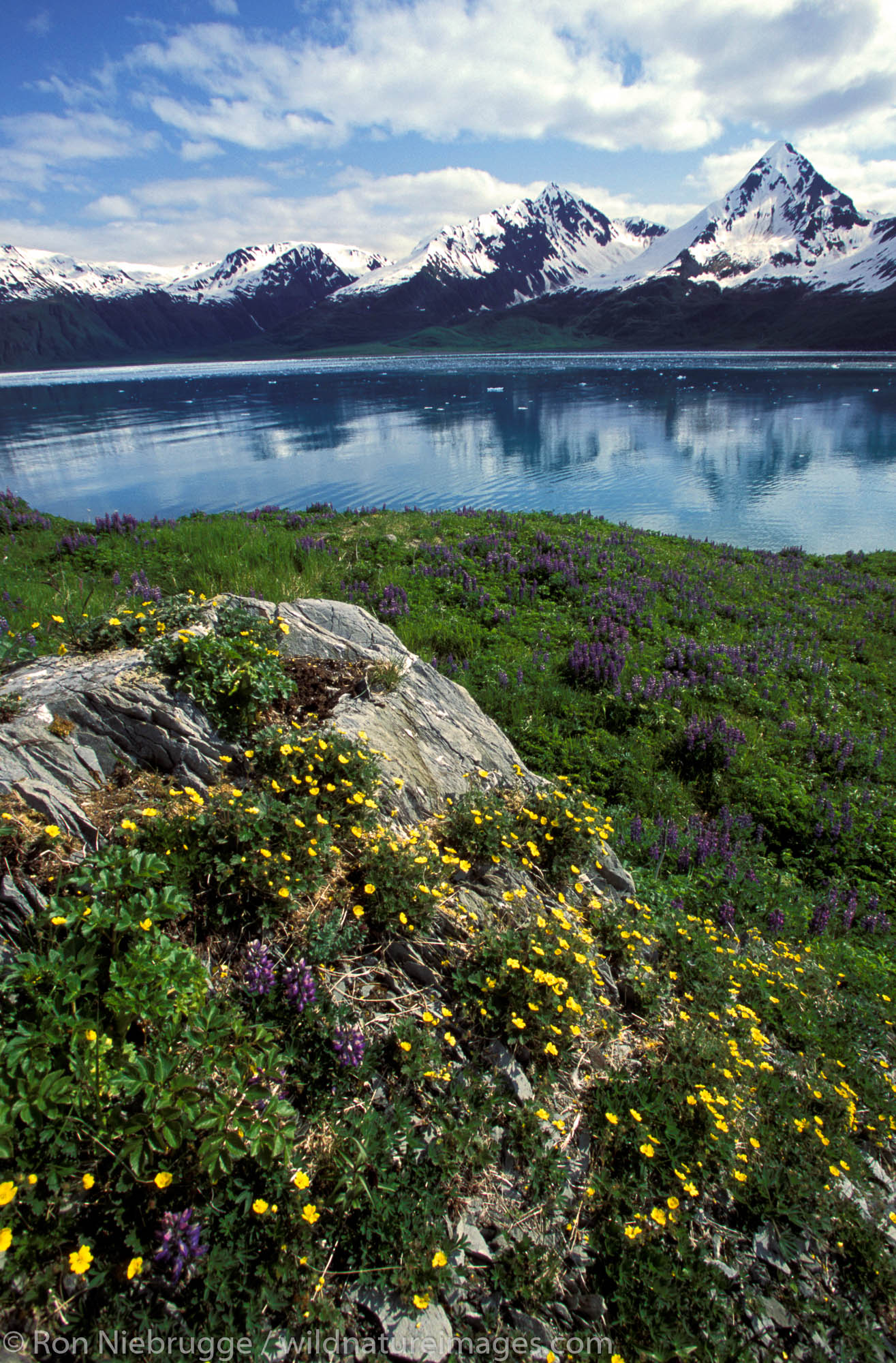 Slate Island in Aialik Bay, Kenai Fjords National Park, Alaska.