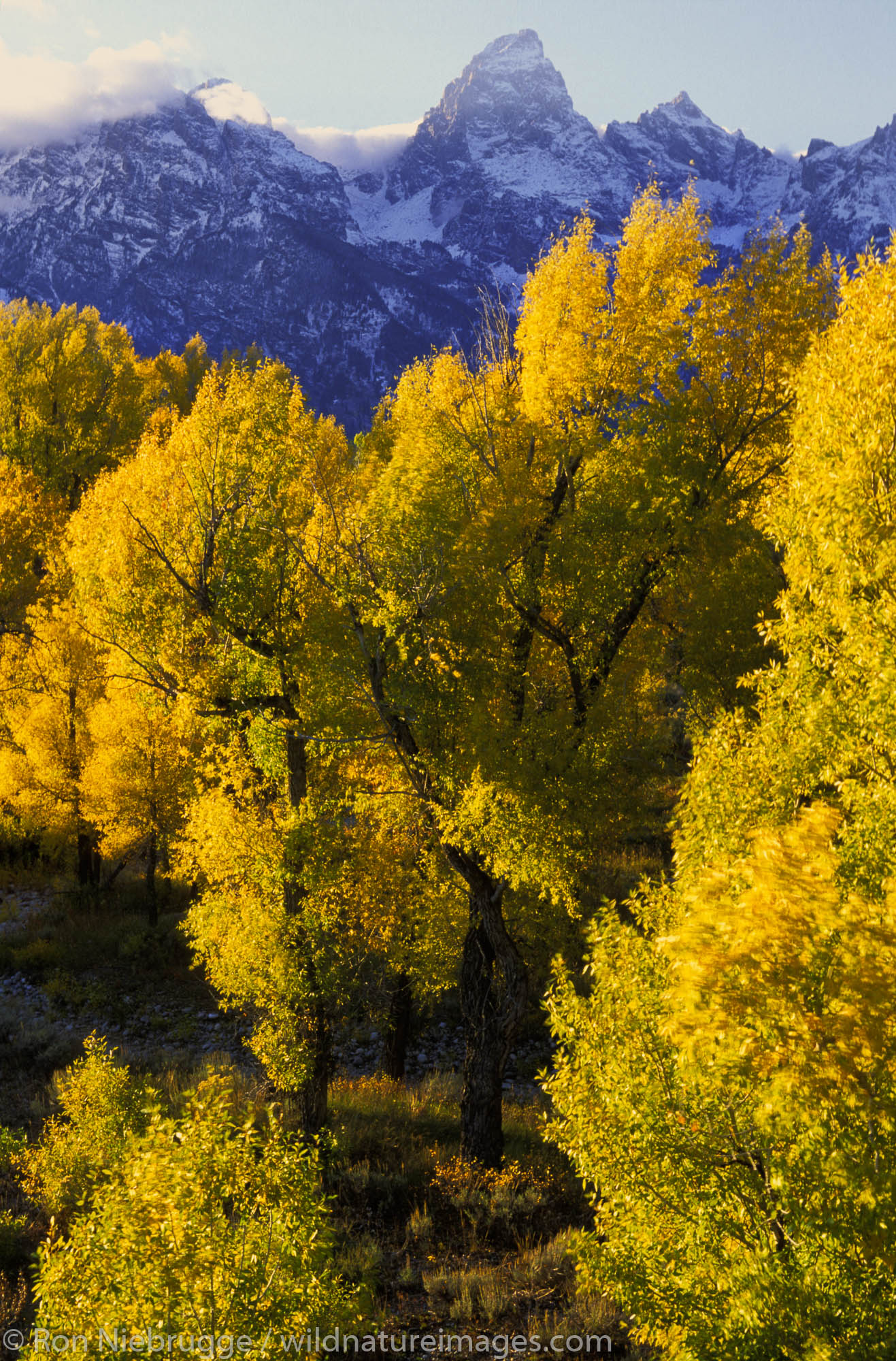 Autumn in Grand Teton National Park, Wyoming