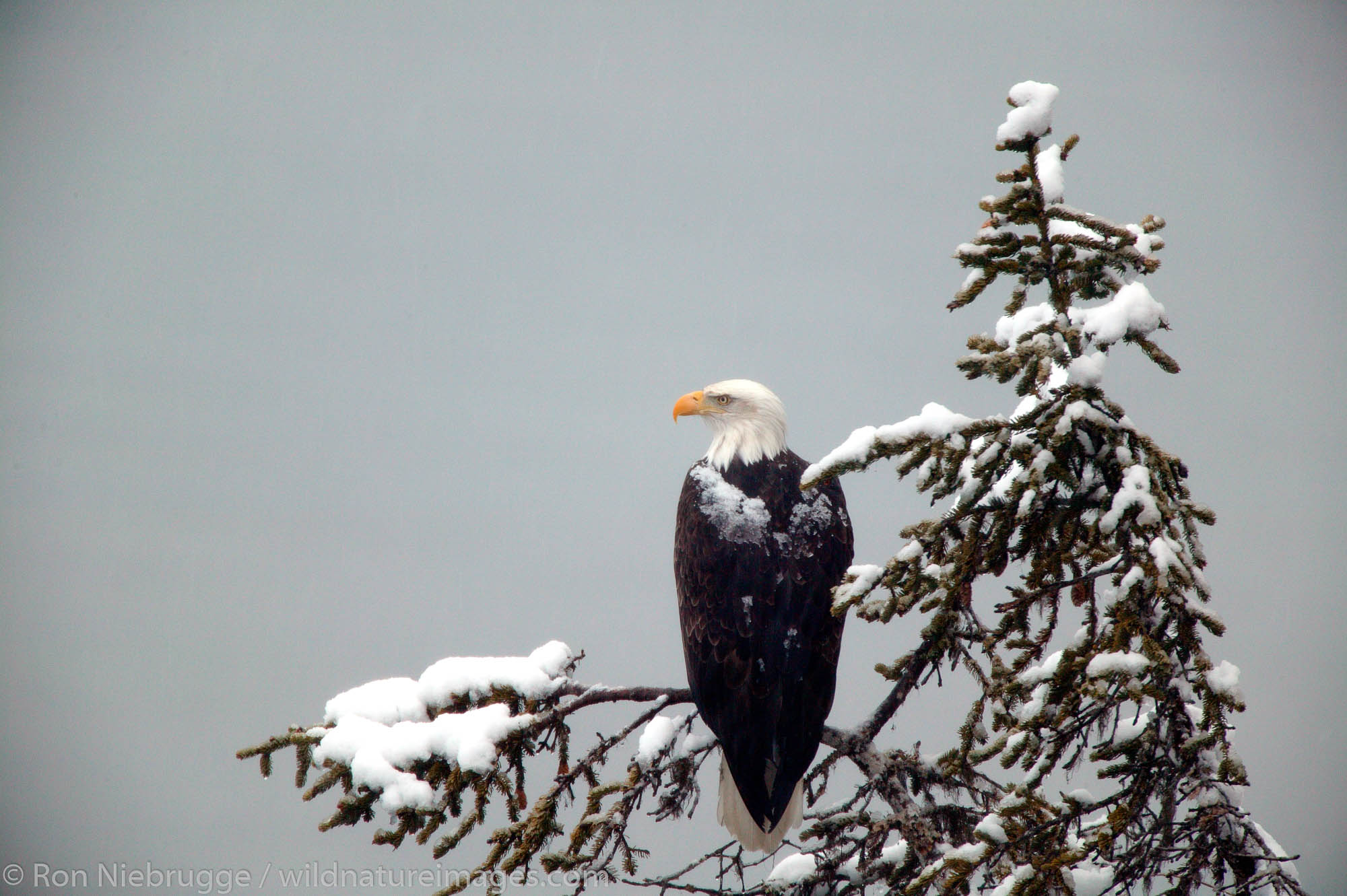 Snow falls on Bald Eagle (Haliaeetus leucocephalus), Ressurection Bay in the background.  Seward, Alaska.