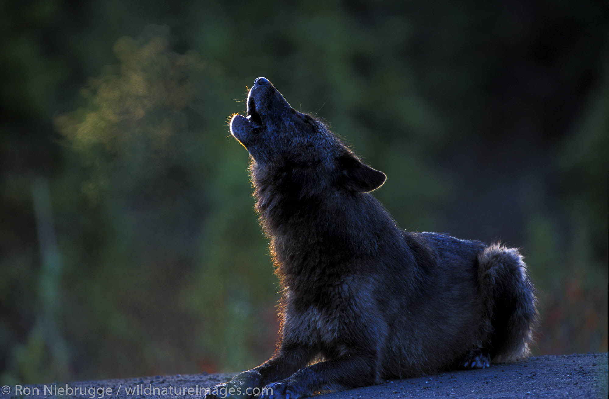 A wild black Gray Wolf howls in Denali National Park, Alaska.
