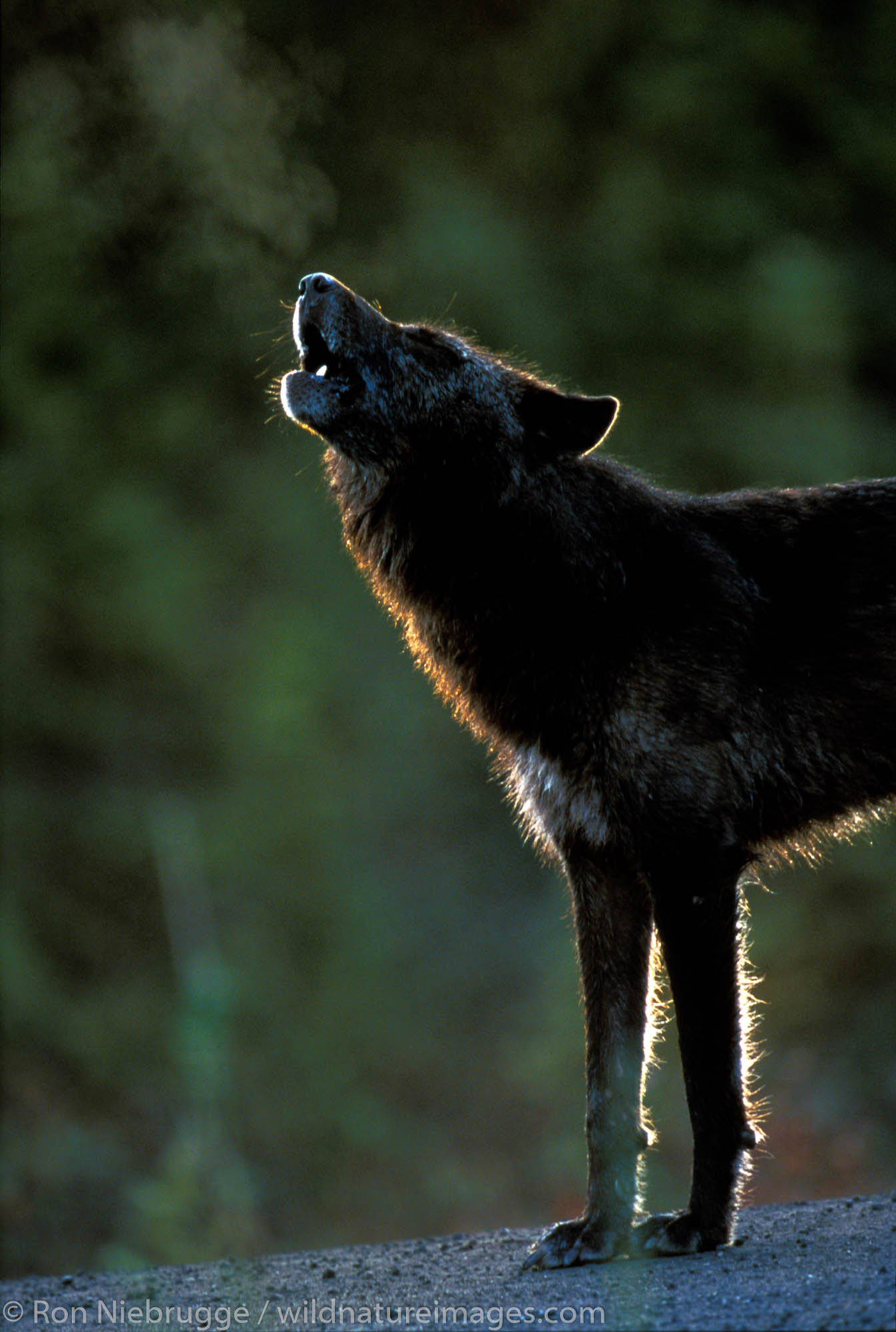 Wild Gray "Timber" Wolf, howling.  Denali National Park, Alaska.