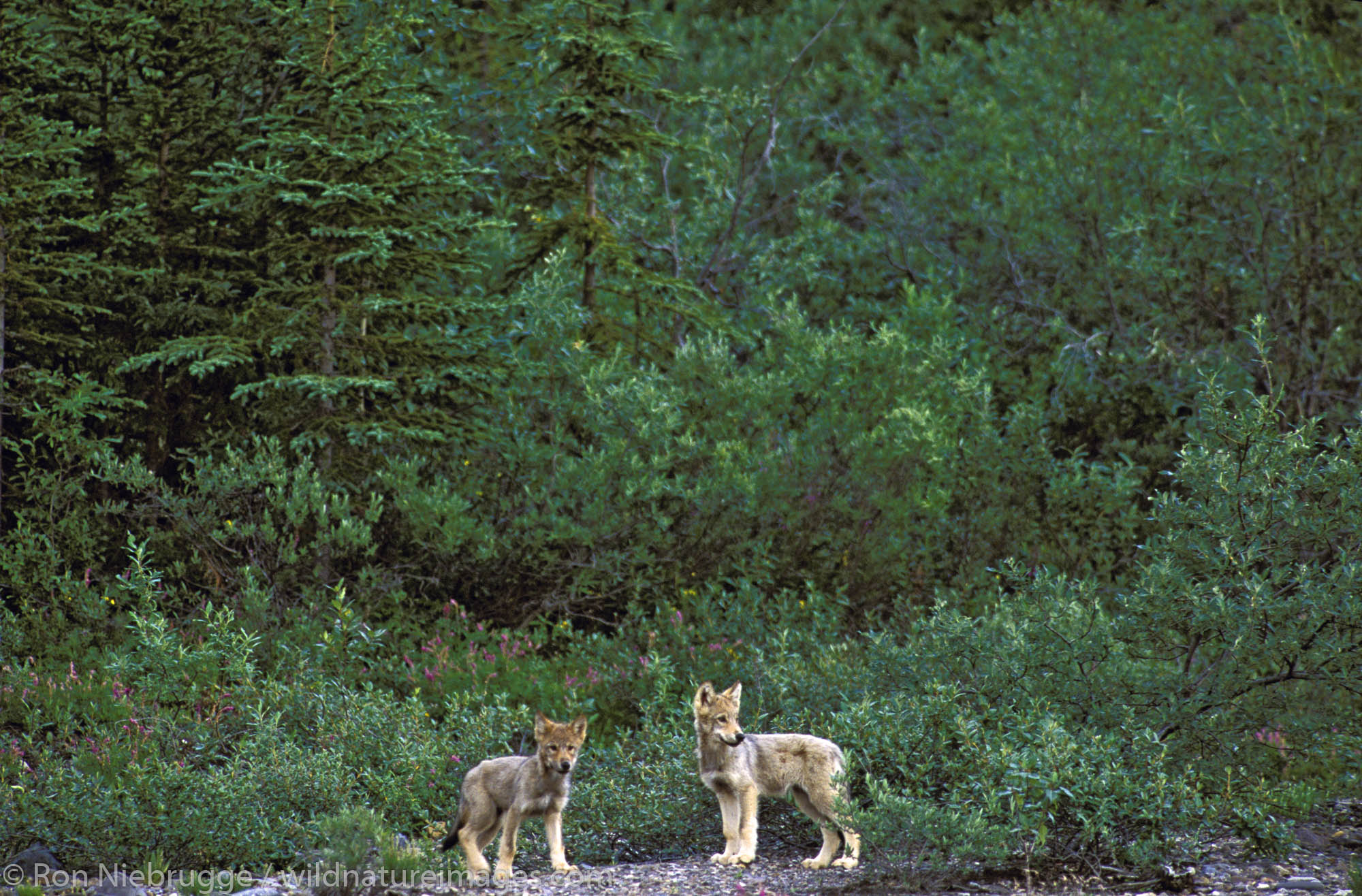 Two wild wolf pups, Denali National Park, Alaska.