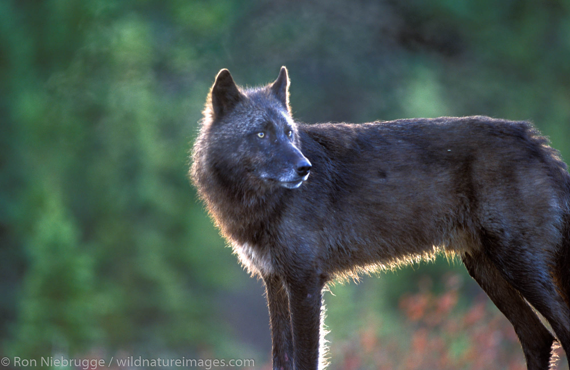 A wild black colored Gray "Timber" Wolf, Denali National Park, Alaska.