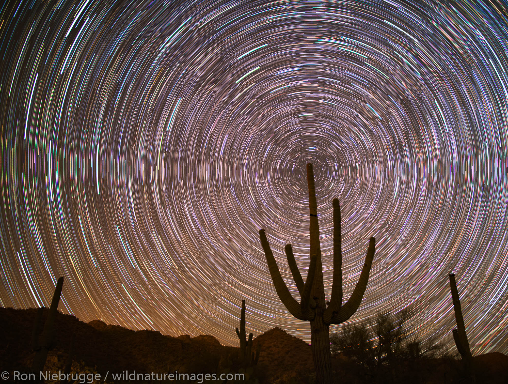 Star Trails with Saguaro cactus silhouetted.  Arizona.